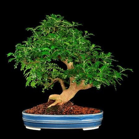 Zanthoxylum PIPERITUM или Зантоксилум Перечный (семена)