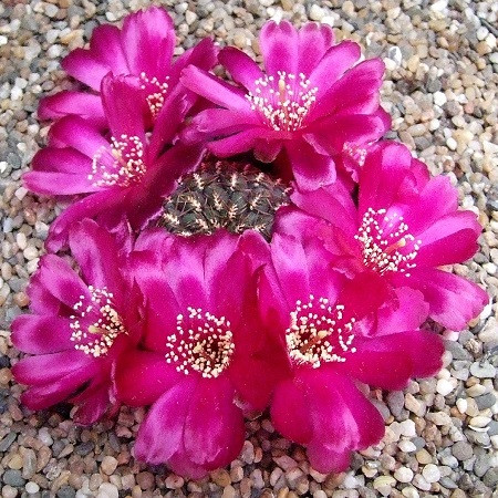 Sulcorebutia PULCHRA или Солькоребутия Красивая (семена)