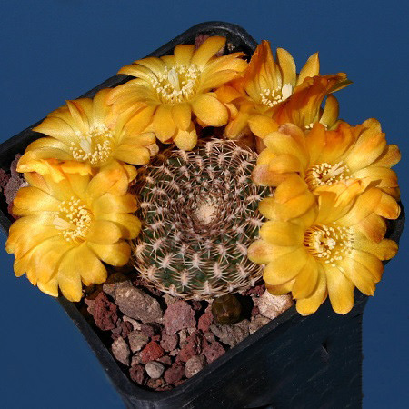 Sulcorebutia ARENCEA или Солькоребутия Песчаная (семена)