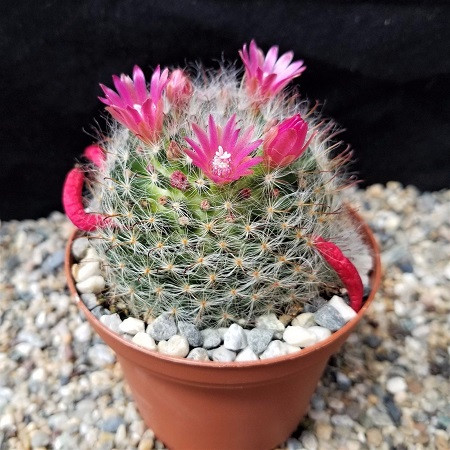 Mammillaria BOCASANA или Маммиллярия Бокасанская (семена)