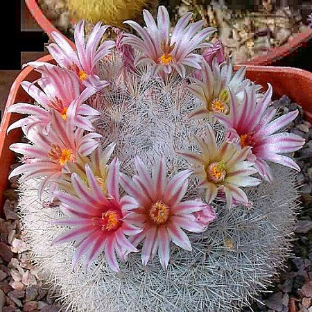 Mammillaria CANDIDA или Маммиллярия Белоснежная (семена)