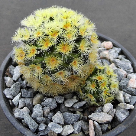 Mammillaria CARMENAE или Маммиллярия Кармен (семена)