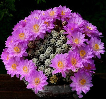 Mammillaria THERESAE или Маммиллярия Терезы (семена)