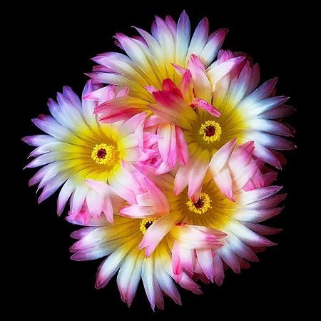 Notocactus RUTILANS или Нотокактус Красноватый (семена)