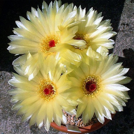 Notocactus APRICUS или Нотокактус Солнечный (семена)