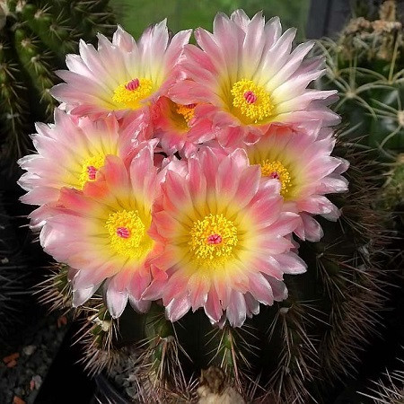 Notocactus ROSEOLUTEUS или Нотокактус Желто-розовый (семена)