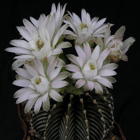 Gymnocalycium FRIEDRICHII или Гимнокалициум Фридриха (семена)
