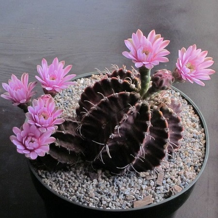 Gymnocalycium MIHANOVICHII или Гимнокалициум Михановича (семена)