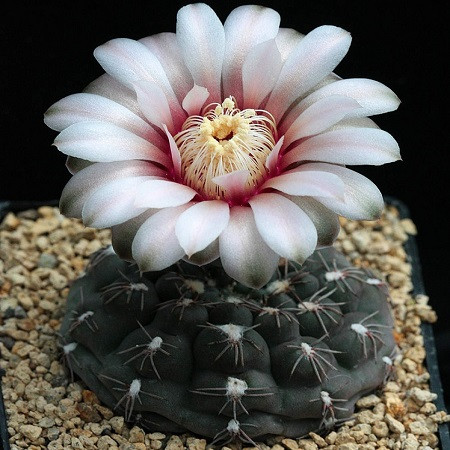 Gymnocalycium ERINACEUM или Гимнокалициум Эринацеум (семена)
