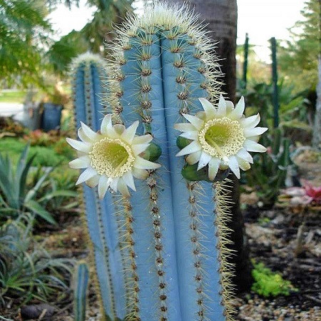 Cereus AZUREUS или Цереус Лазурный (семена)