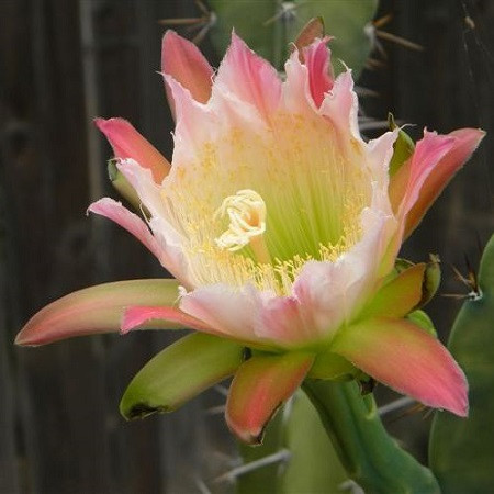 Cereus VALIDUS или Цереус Сильный (семена)