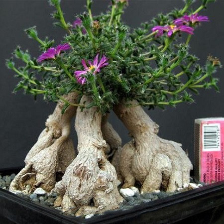 Trichodiadema BULBOSUM или Триходиадема Бульбоносная (семена)