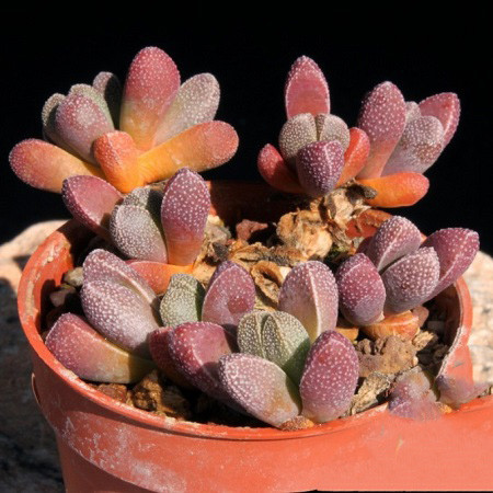 Rhinephyllum MUIRII или Ринефиллум Муира (семена)