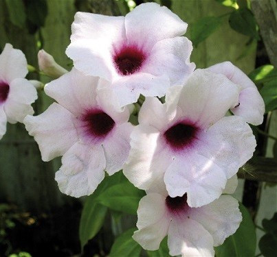 Пандорея Жасминовидная ROSEA (растене)