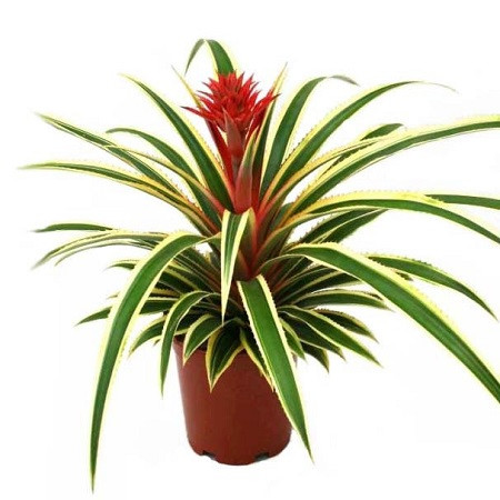 Ананас ВАРИЕГАТНЫЙ (растение)