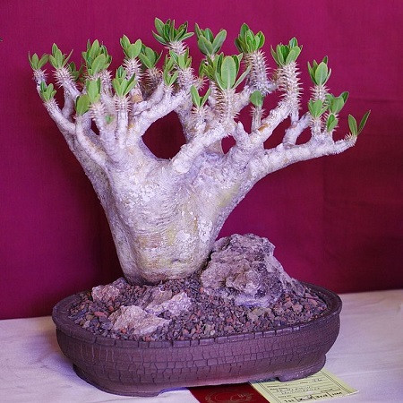 Pachypodium HOROMBENSE или Пахиподиум Хоромбензе (семена)