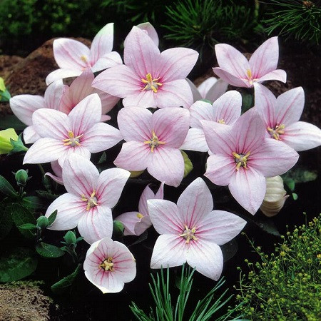 Платикодон ASTRA ROSEA (растение)