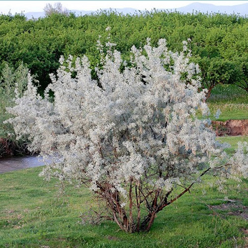 Лох Серебристый (растение)