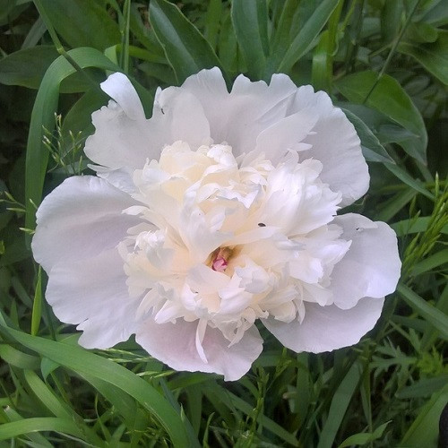 Пион WHITE SWAN (корневище)