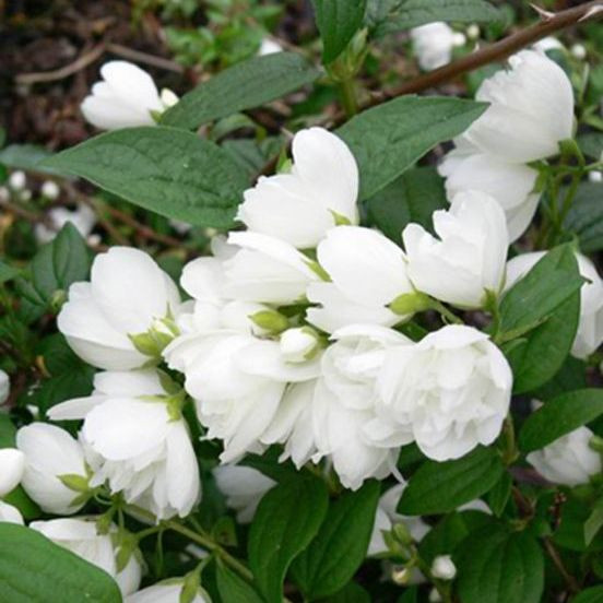 Чубушник SNOWBELLE (растение)