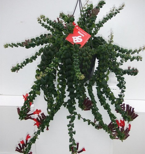 Эсхинантус РАСТА (растение)