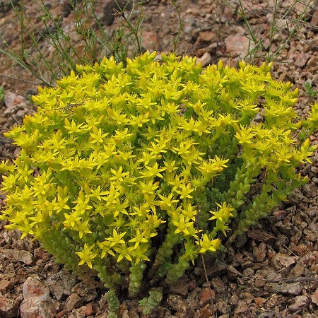 Седум Едкий AUREA (растение)
