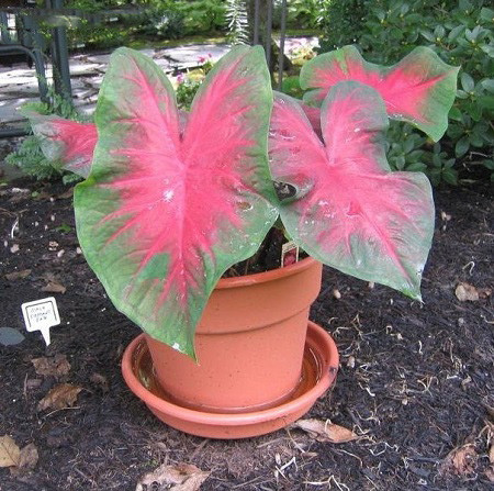 Каладиум Двуцветный CARDINAL (растение)