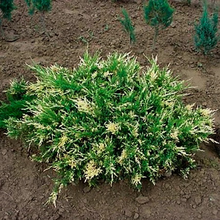Можжевельник Казацкий Вариегатный (растение)