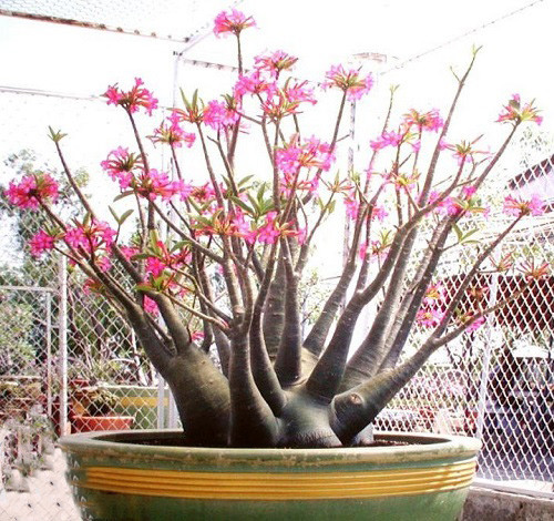 Adenium Arabicum DESERT NIGHT FORK (семена)