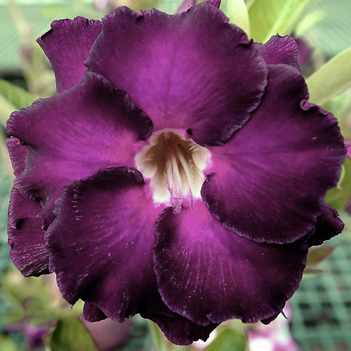 Adenium Obesum Double Flower KO-123 (семена)