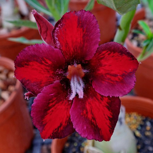 Adenium Obesum Desert Rose KO-124 (семена)