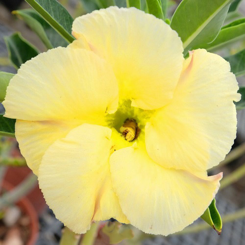 Adenium Obesum Desert Rose KO-125 (семена)