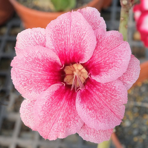 Adenium Obesum Double Flower KO-126 (семена)
