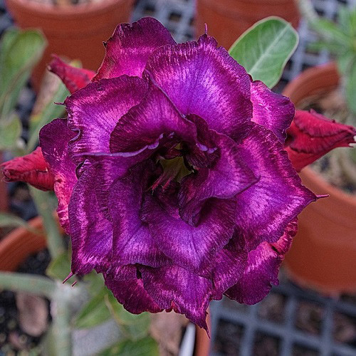 Adenium Obesum Triple Flower KO-127 (семена)