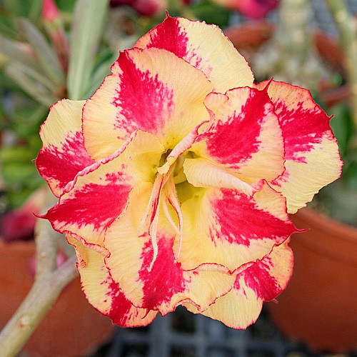 Adenium Obesum Double Flower KO-128 (семена)