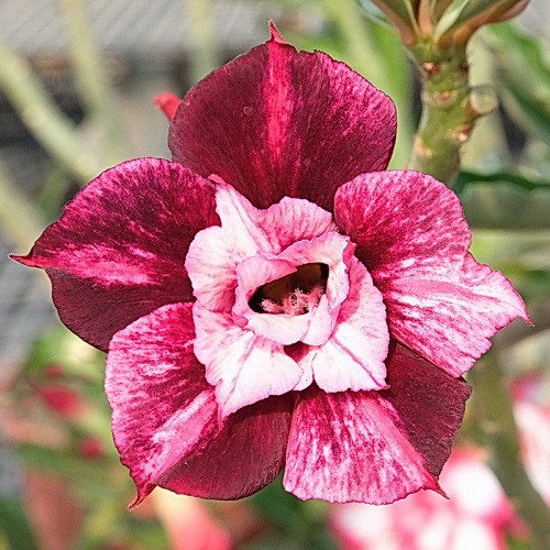 Adenium Obesum Double Flower KO-129 (семена)