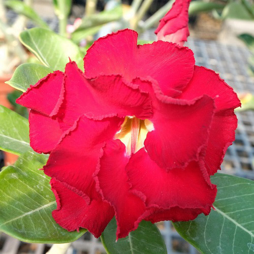 Adenium Obesum Double Flower KO-130 (семена)