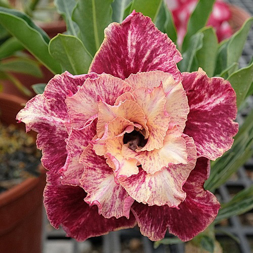Adenium Obesum Double Flower KO-131 (семена)