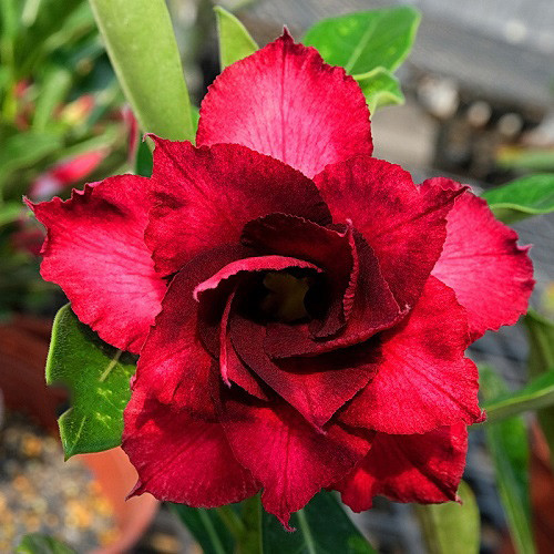 Adenium Obesum Triple Flower KO-132 (семена)