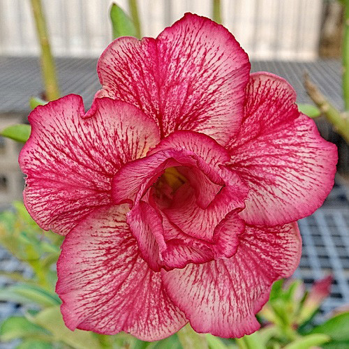 Adenium Obesum Double Flower KO-133 (семена)