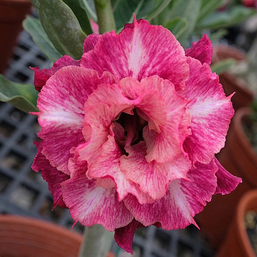Adenium Obesum Triple Flower KO-134 (семена)