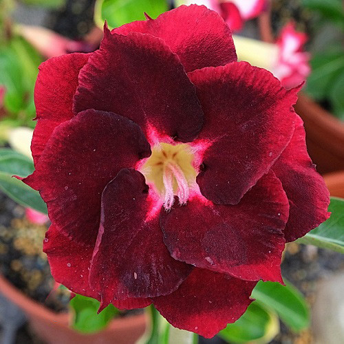 Adenium Obesum Double Flower KO-135 (семена)