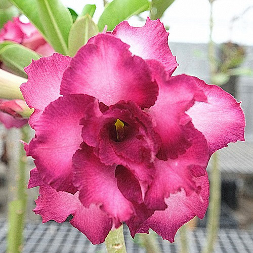 Adenium Obesum Triple Flower KO-135 (семена)