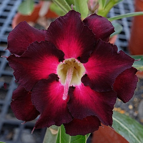 Adenium Obesum Double Flower KO-137 (семена)