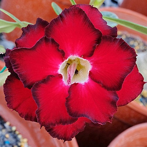 Adenium Obesum Double Flower KO-138 (семена)