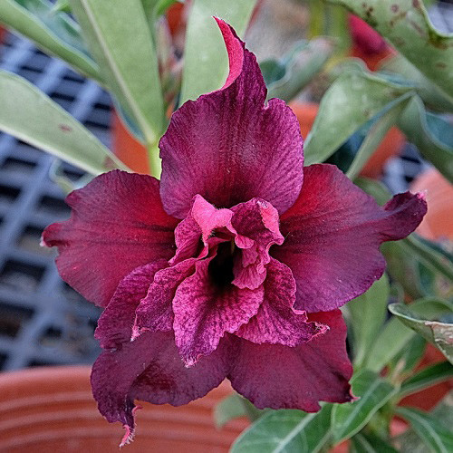 Adenium Obesum Double Flower KO-139 (семена)