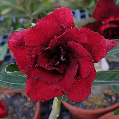 Adenium Obesum Double Flower KO-140 (семена)