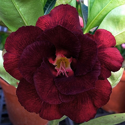 Adenium Obesum Double Flower KO-141 (семена)