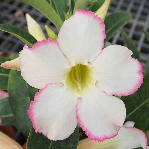 Adenium Obesum Desert Rose KO-142 (семена)