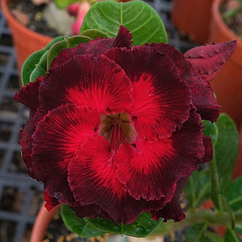 Adenium Obesum Double Flower KO-143 (семена)